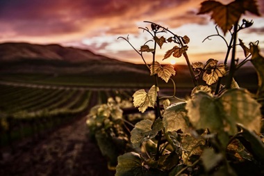 Familia Chávarri_OceněnáVína_CZ